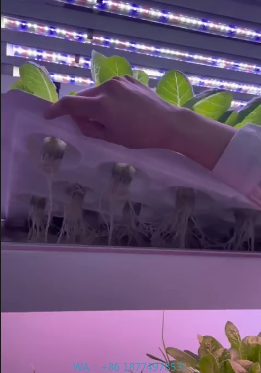 Agriculture Farming Vegetables - 온실 농업 장비 버섯 채소 과일