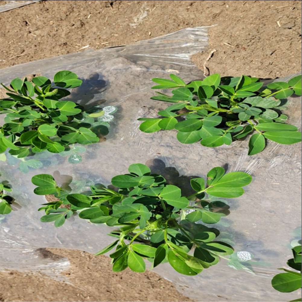 농업 농장 온실 플라스틱 필름 정원 야채 꽃 곤충 메쉬 - Agriculture Farming Vegetables 리뷰 및 가격