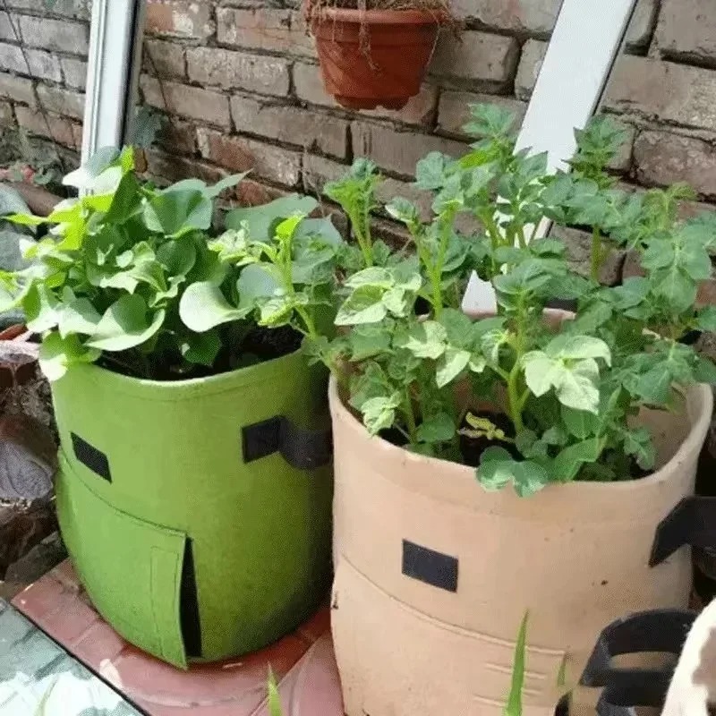 펠트 식물 재배 가방, 부직포 원단 정원 감자 냄비,  - Agriculture Vertical Farming 리뷰 및 가격