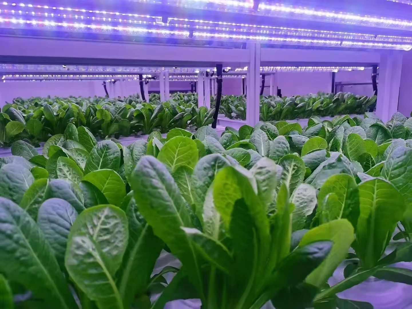 온실 농업 장비 버섯 채소 과일 재배 수직 농장 수경  - Agriculture Farming Vegetables 리뷰 및 가격