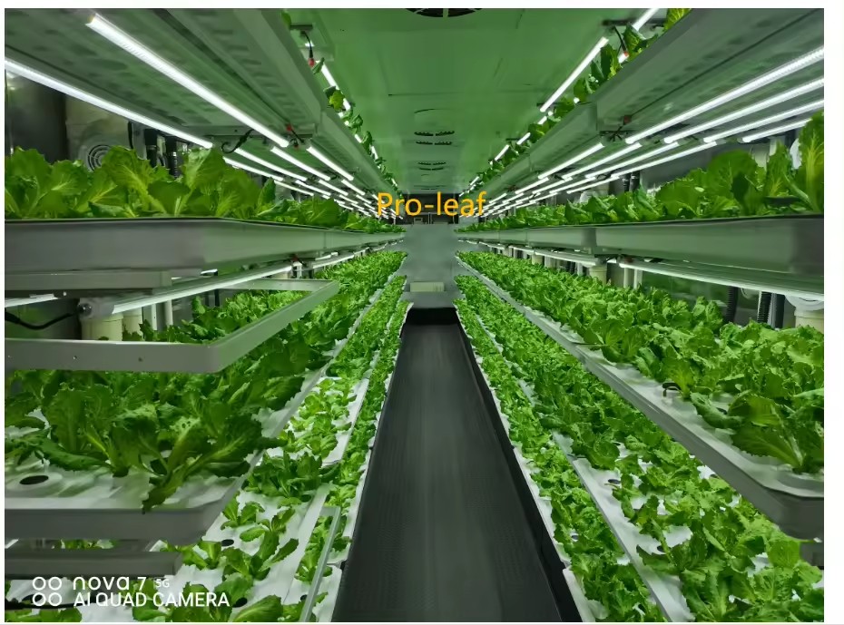 온실 농업 장비 버섯 채소 과일 재배 수직 농장 수경  - Agriculture Farming Vegetables 리뷰 및 가격