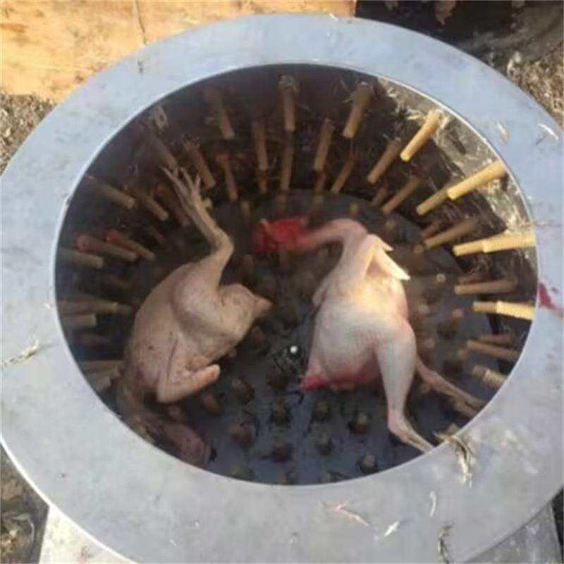 새로운 메추라기 비둘기 제모기 깃털 뽑는 기계 농장 가 - Chicken Plucker Machine 리뷰 및 가격